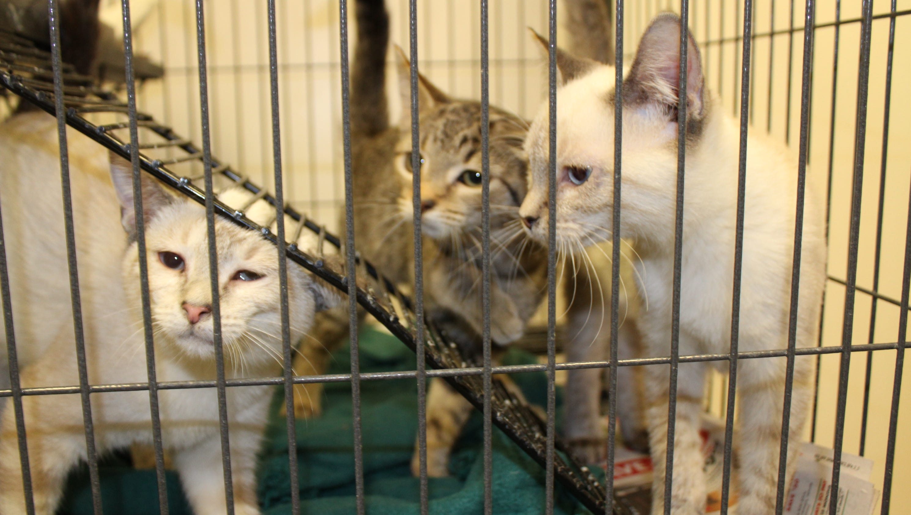 27 Top Pictures Humane Society Animal Adoption / Animals for Adoption