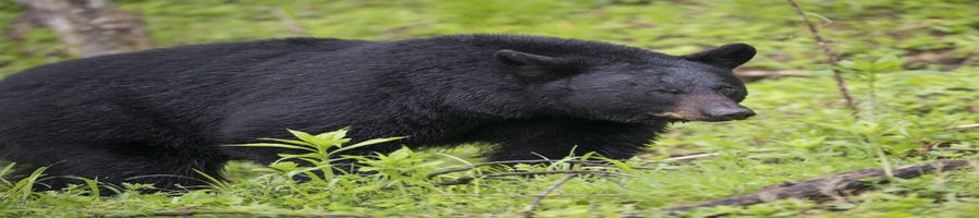 One black bear death reported in Smoky Mountain fires