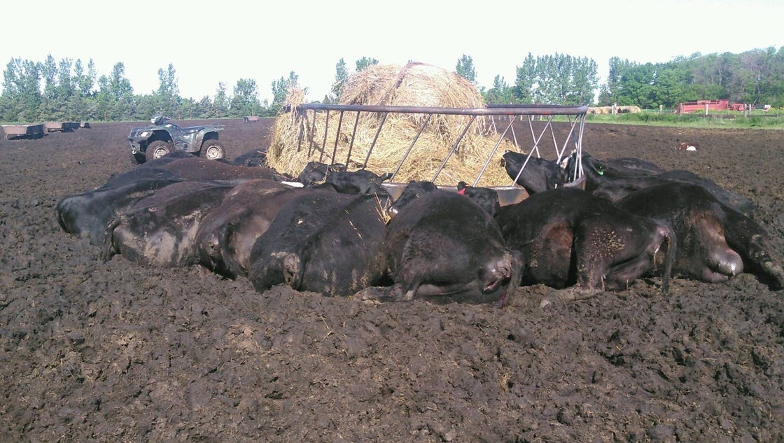 Lightning strike kills cattle in McCook County
