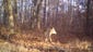 Wolf in the Babcock area. Enter your trail camera photos in our monthly contest, sponsored by Mills Fleet Farm.