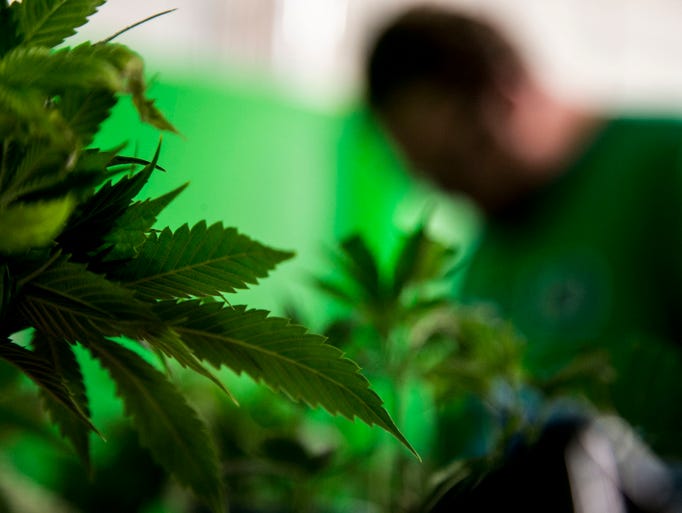 the downside of the legalization of marijuana Adult deaths and children’s emergency room visits in colorado are being linked to newly legal marijuana, often in its edible form, and opponents of. the downside of the legalization of marijuana Adult deaths and children’s emergency room visits in colorado are being linked to newly legal marijuana, often in its edible form, and opponents of.