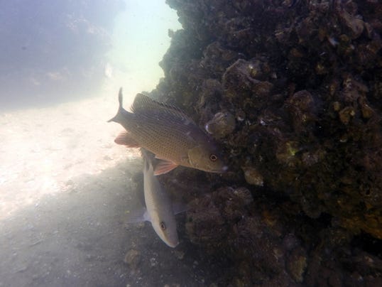 Uwf Receives Funding For Artificial Reef Research