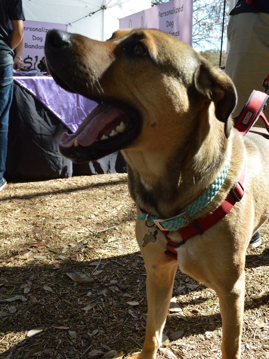 Southern Black Mouth Cur is fine candidate for Florida's state dog