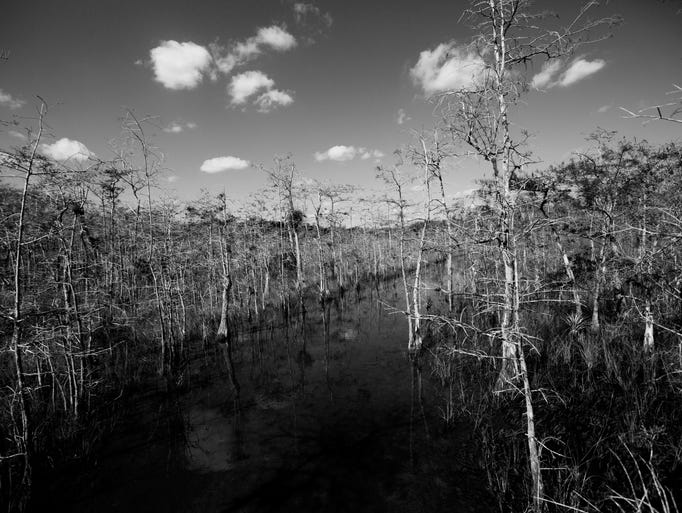 Outtakes from Big Cypress National Park while working