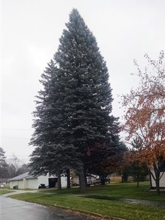 best 28 michigan christmas tree petoskey michigan best 28 michigan christmas tree petoskey michigan