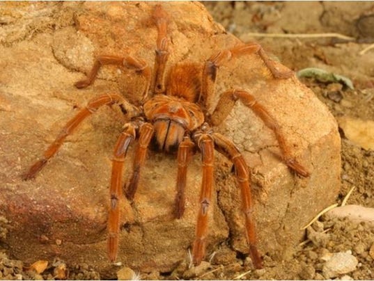 puppy sized spider puppy sized spider surprises scientist in rainforest puppy sized spider puppy sized spider surprises scientist in rainforest