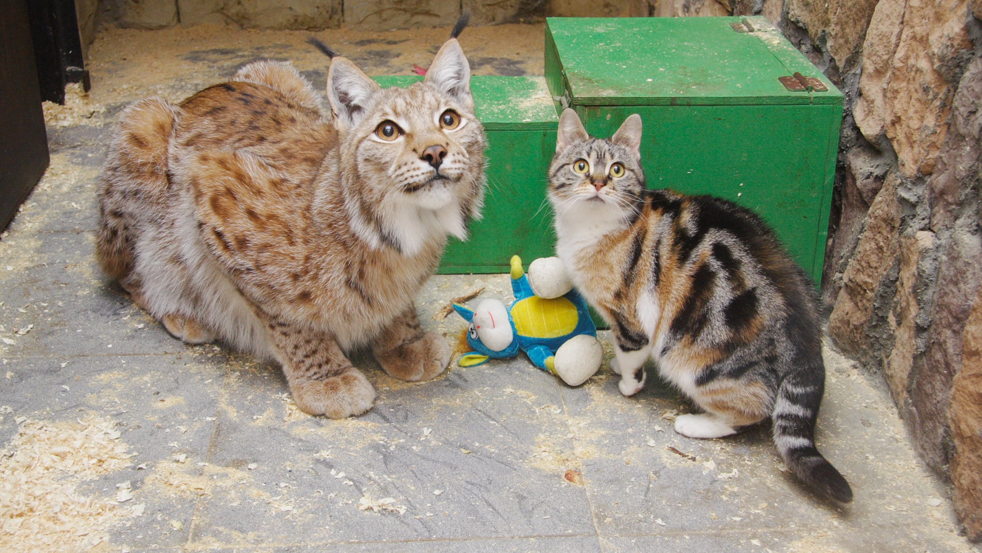 Lynx and kitty cat fast friends at Russian zoo
