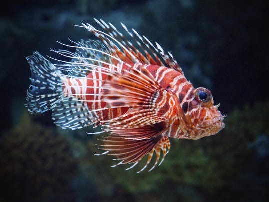 LIONFISH.jpg