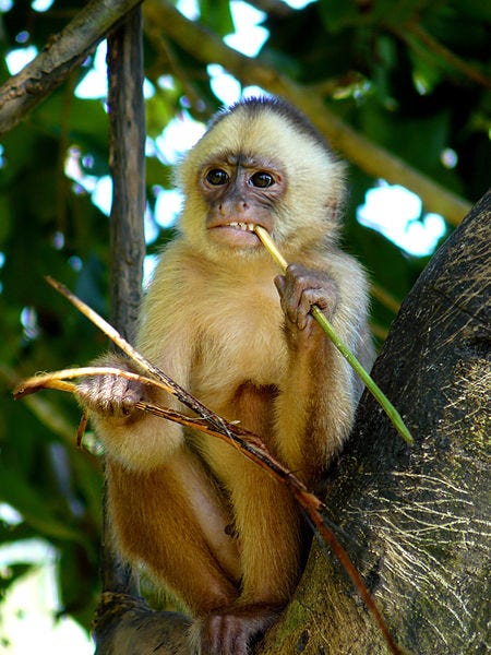 Wild animals in the caribbean