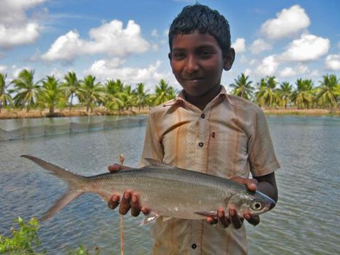 Farmed fish could solve pending population crisis thumbnail