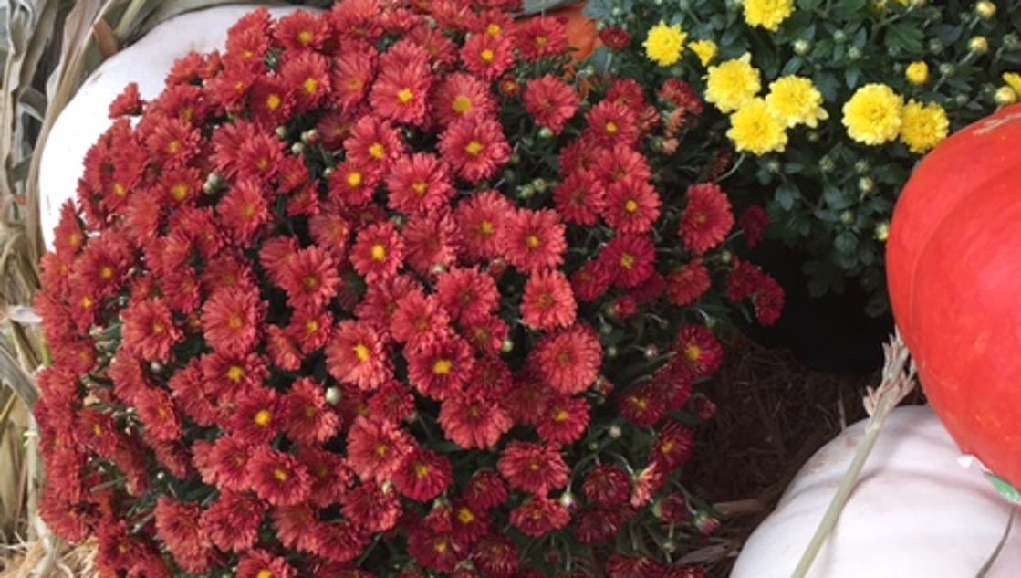 Mums the word