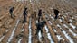 North Korean workers plant seedlings in a field on