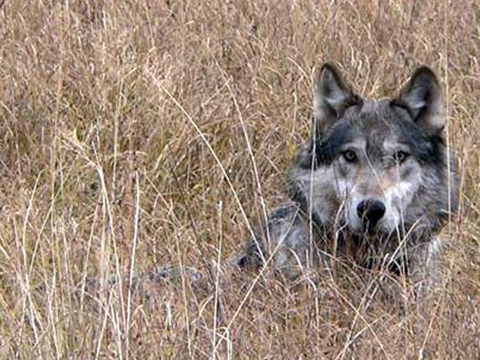 1 Wolf Hunt