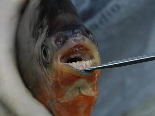 Fish with human-like teeth found in Lake St. Clair