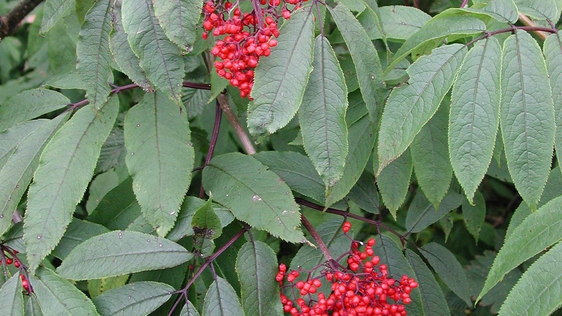 These shrubs produce edible fruit
