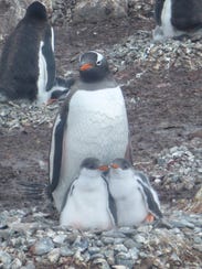 A gentoo penguins tends two chicks.