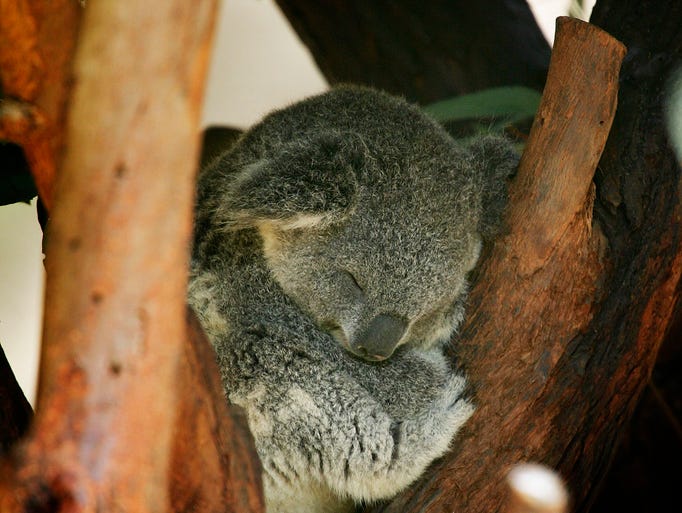 A baby koala born April 9 catches some of its usual 18-20 hours of sleep per day as it makes its first public appearance at the Los Angeles Zoo March 8, 2007 in Los Angeles, California. The unnamed baby, a mere 3/4 inches long at birth, now crawls in and out of his mother pouch exploring his new surroundings. The newborn, along with another joey born August 7 are the first koala births at the zoo since 1990.