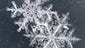 Snowflakes from a relentlessly frigid winter here in