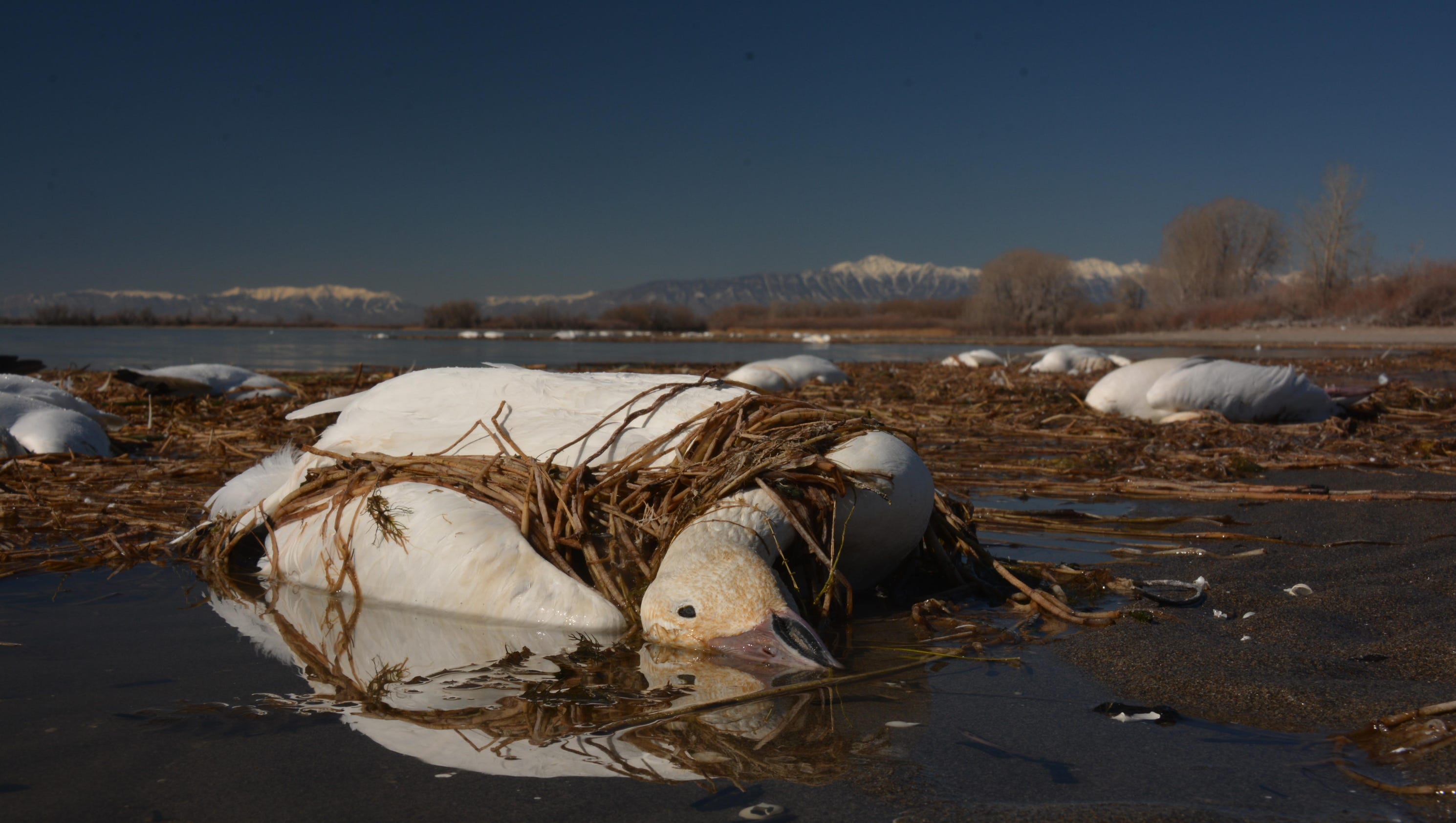 Rodent poison killed some geese found in Idaho