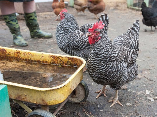 ... chickens in residential neighborhoods in the city. (Photo: Submitted