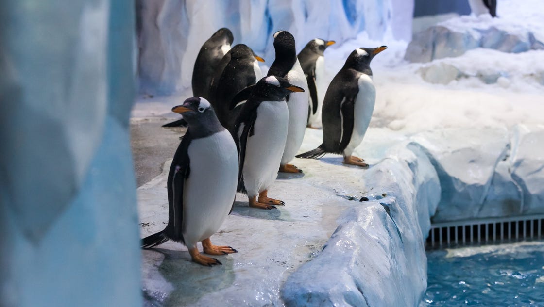 Detroit Zoo breaks all-time yearly attendance record - Detroit Free Press