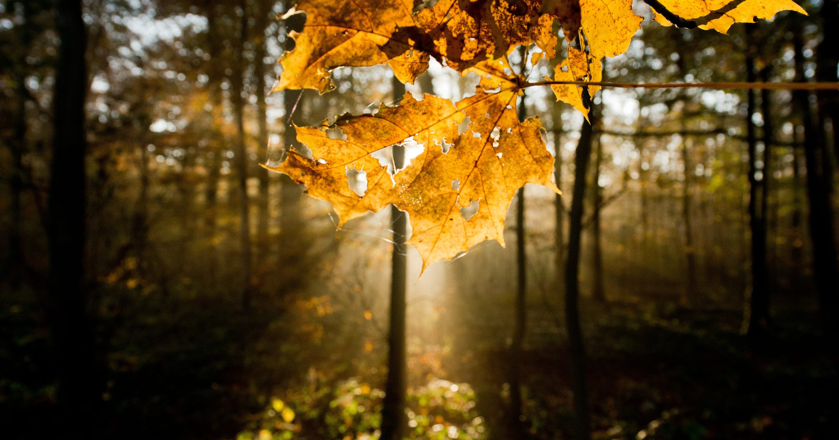 fall officially starts wednesday fall officially starts wednesday