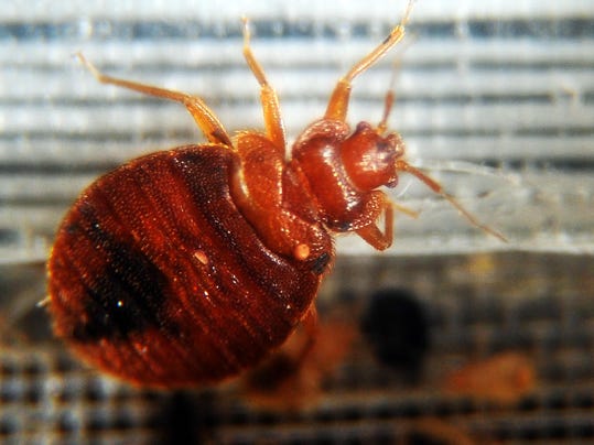 Face Of Blood Sucking Bugs In Delaware