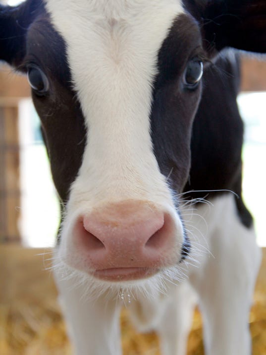 see this this is our cow mooooooo :D -apcdairyfarmlawsuitscow.jpg20140207