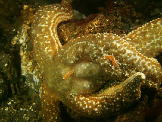 Sea stars with worms