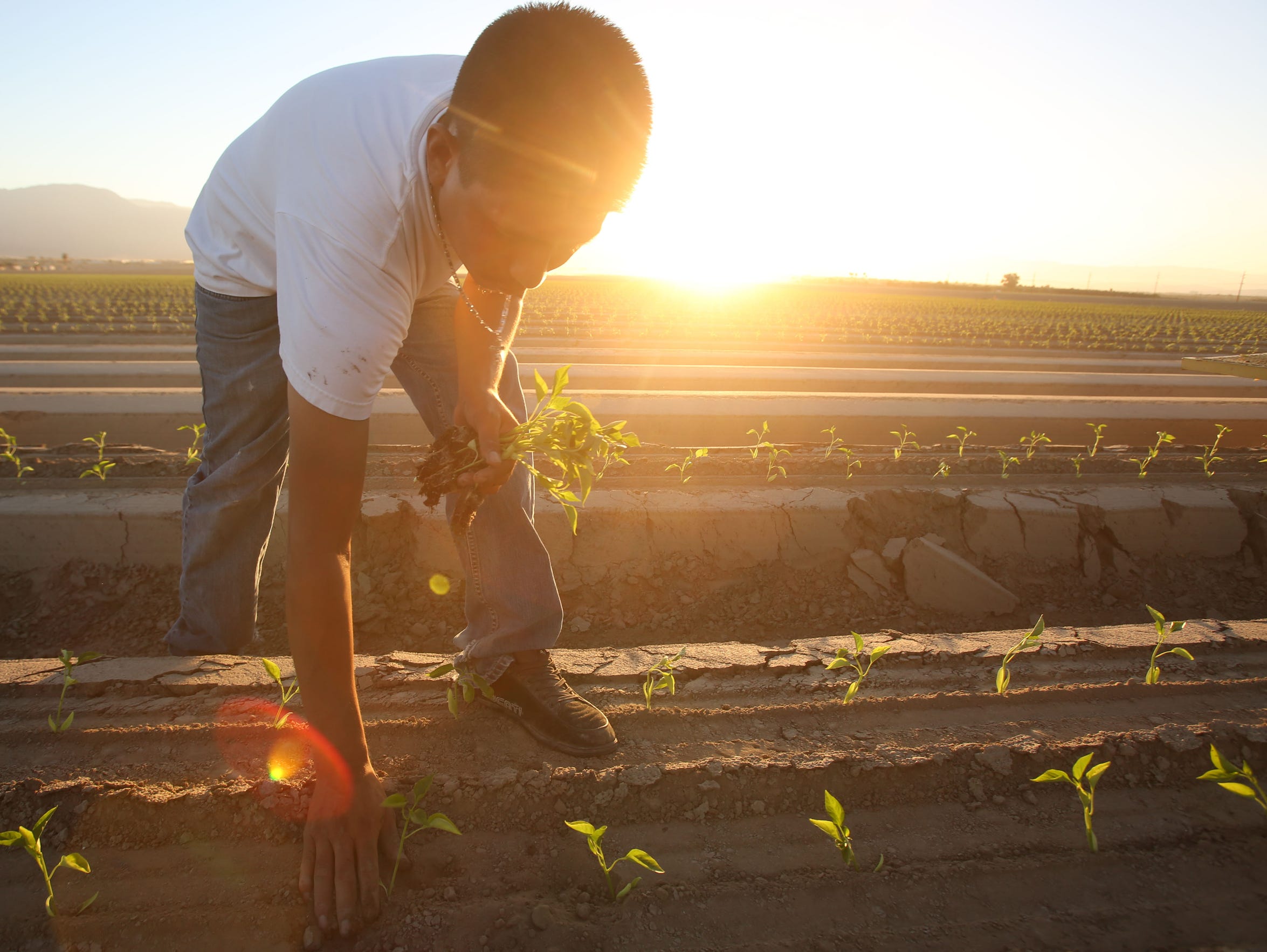 A farmworker plants bell peppers in a Coachella Valley