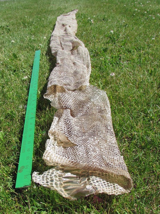 Snake skin a boa constrictor, not python