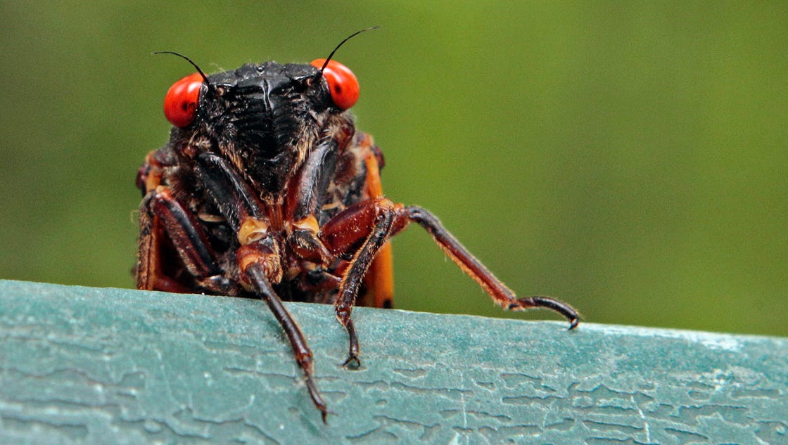 Bug experts predict noisy summer
