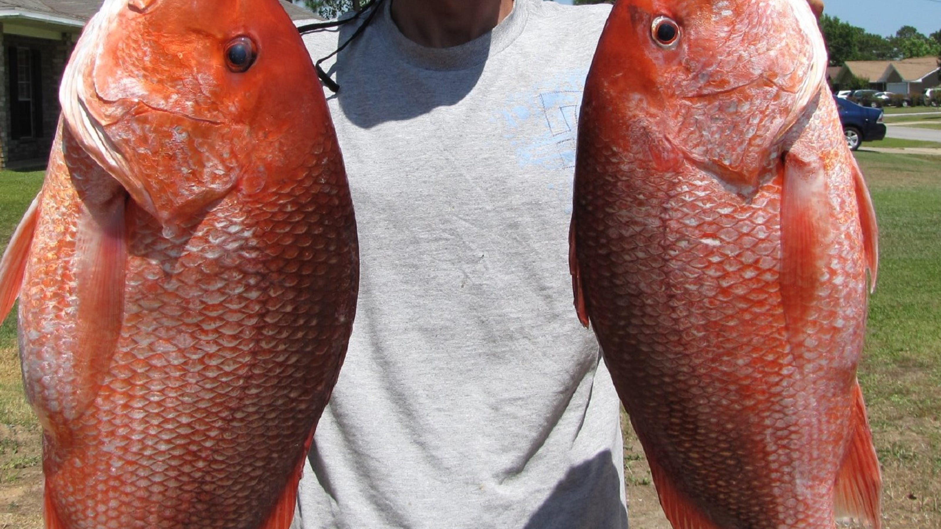Red snapper season opens in state waters
