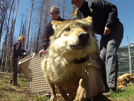 female wolf release