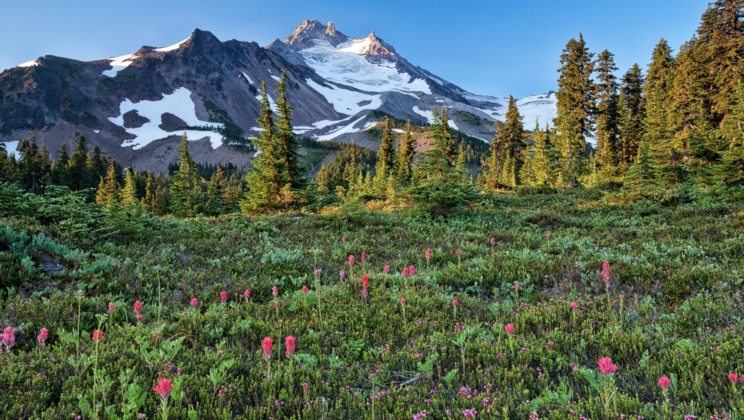Oregon Top 5 Best summer wildflower hikes in Central Cascades