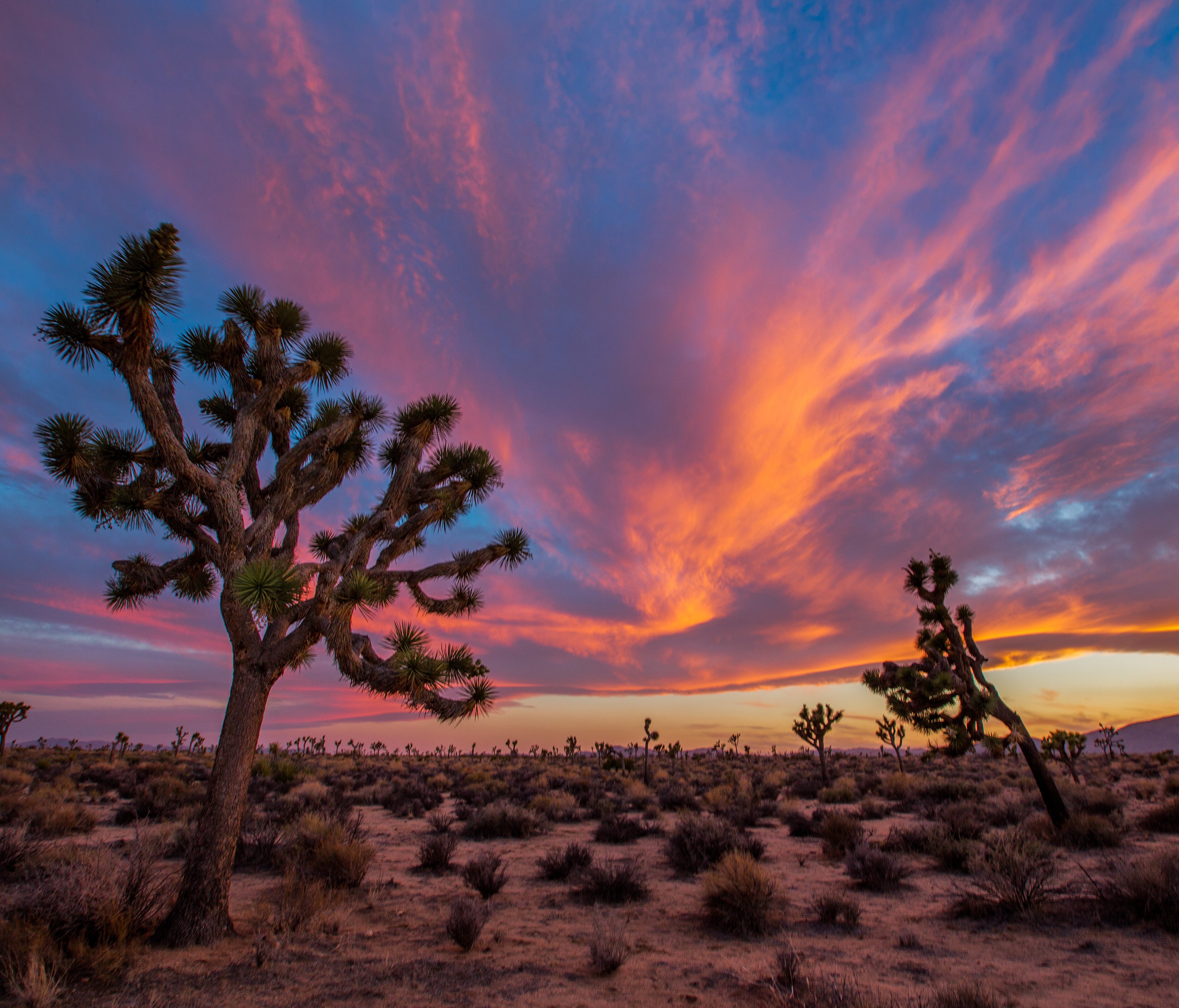 Joshua Tree National Park is a desert oasis