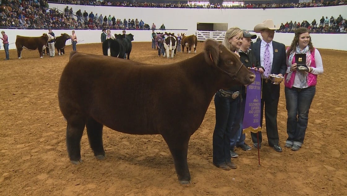 Grand champion steer sold for 240K at stock show