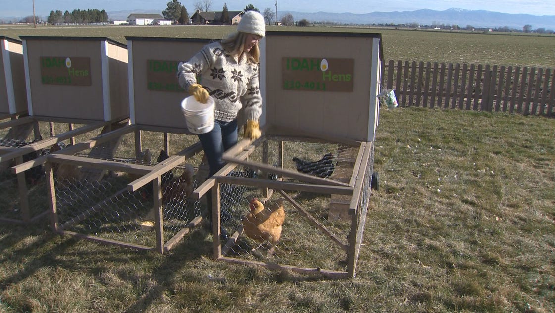 Not sure about backyard farming? Rent a chicken first