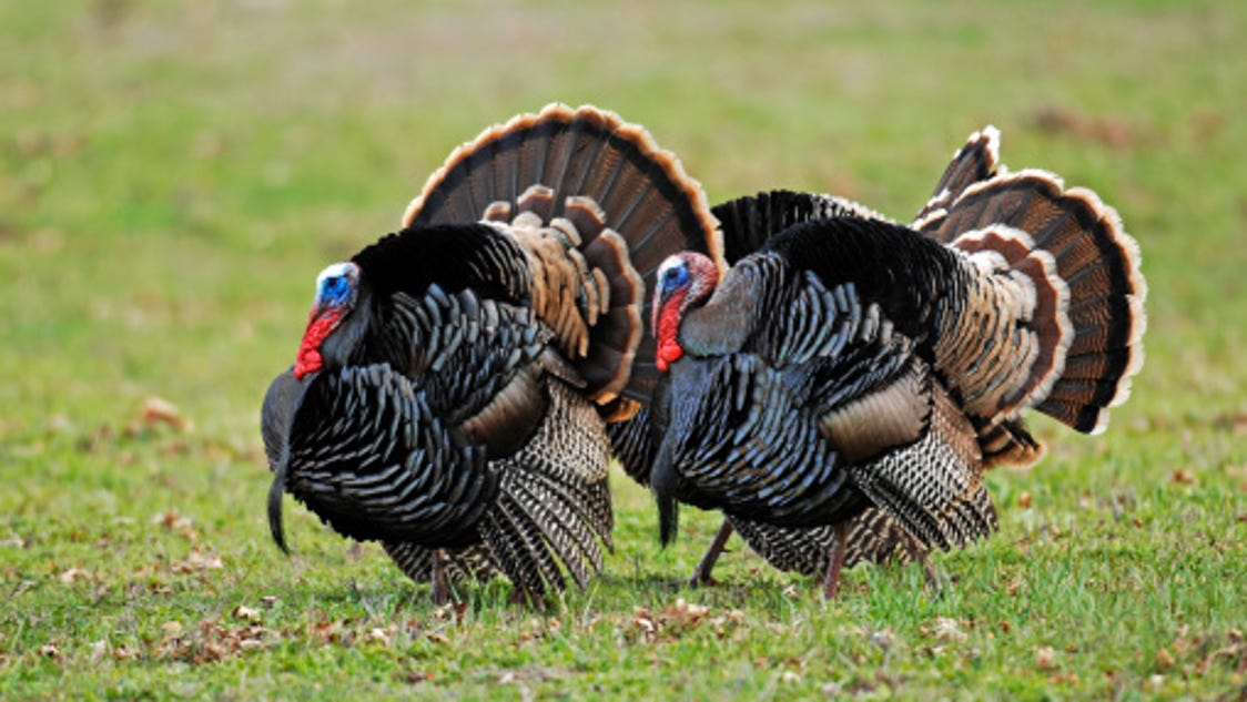 Ohio's wild turkey season opening this month for hunters