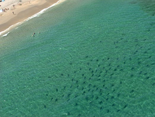 10 Beaches Where You Might Spot Sharks From The Shore