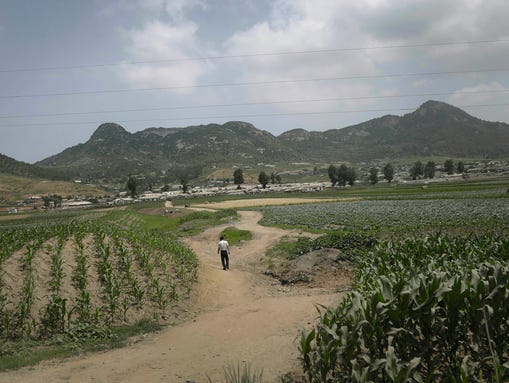 A man walks on a dirt path between cornfields on June