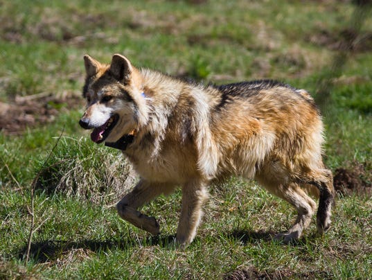 Mexican Grey Wolf Release