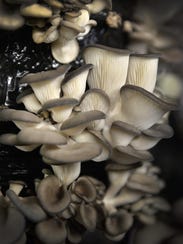 A crop of oyster mushrooms grows in a temperature-