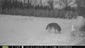 A wolf in Wisconsin Rapids on December 21, 2013 at 7:11 a.m. Enter your trail camera photos in our monthly contest, sponsored by Mills Fleet Farm.