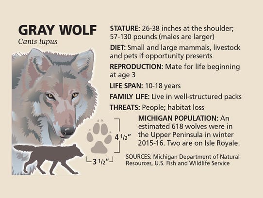 An estimated 618 wolves were in the Upper Peninsula