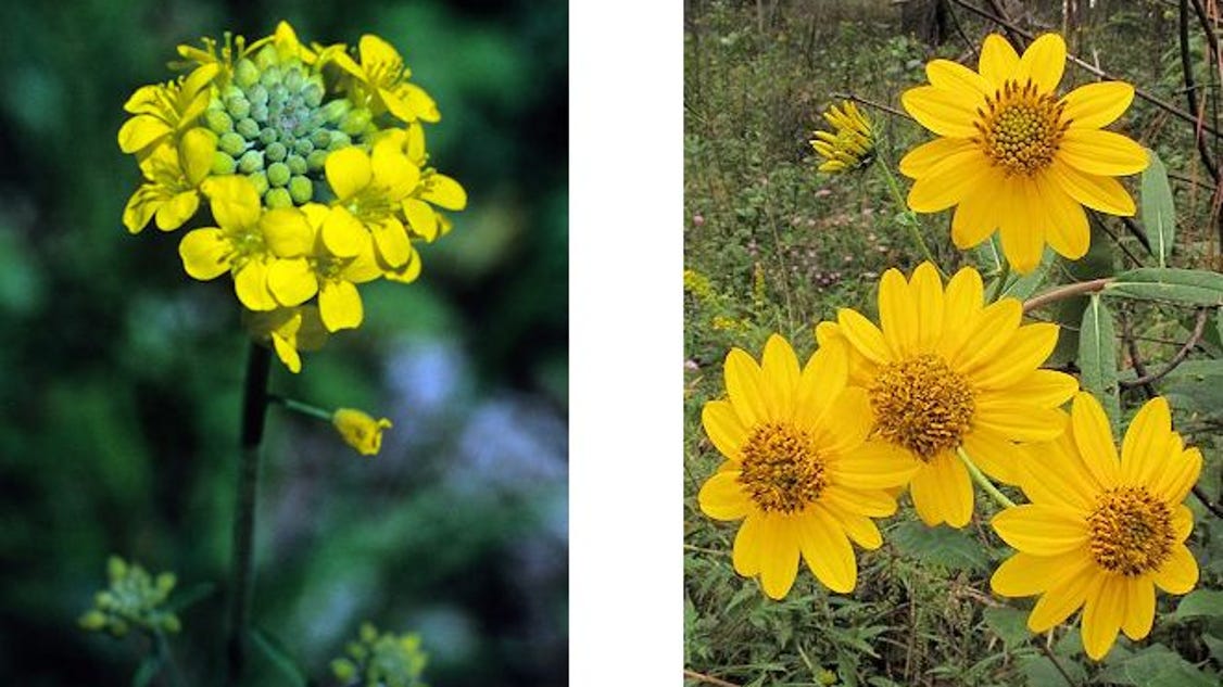 Two Tennessee wildflowers to be put on endangered list