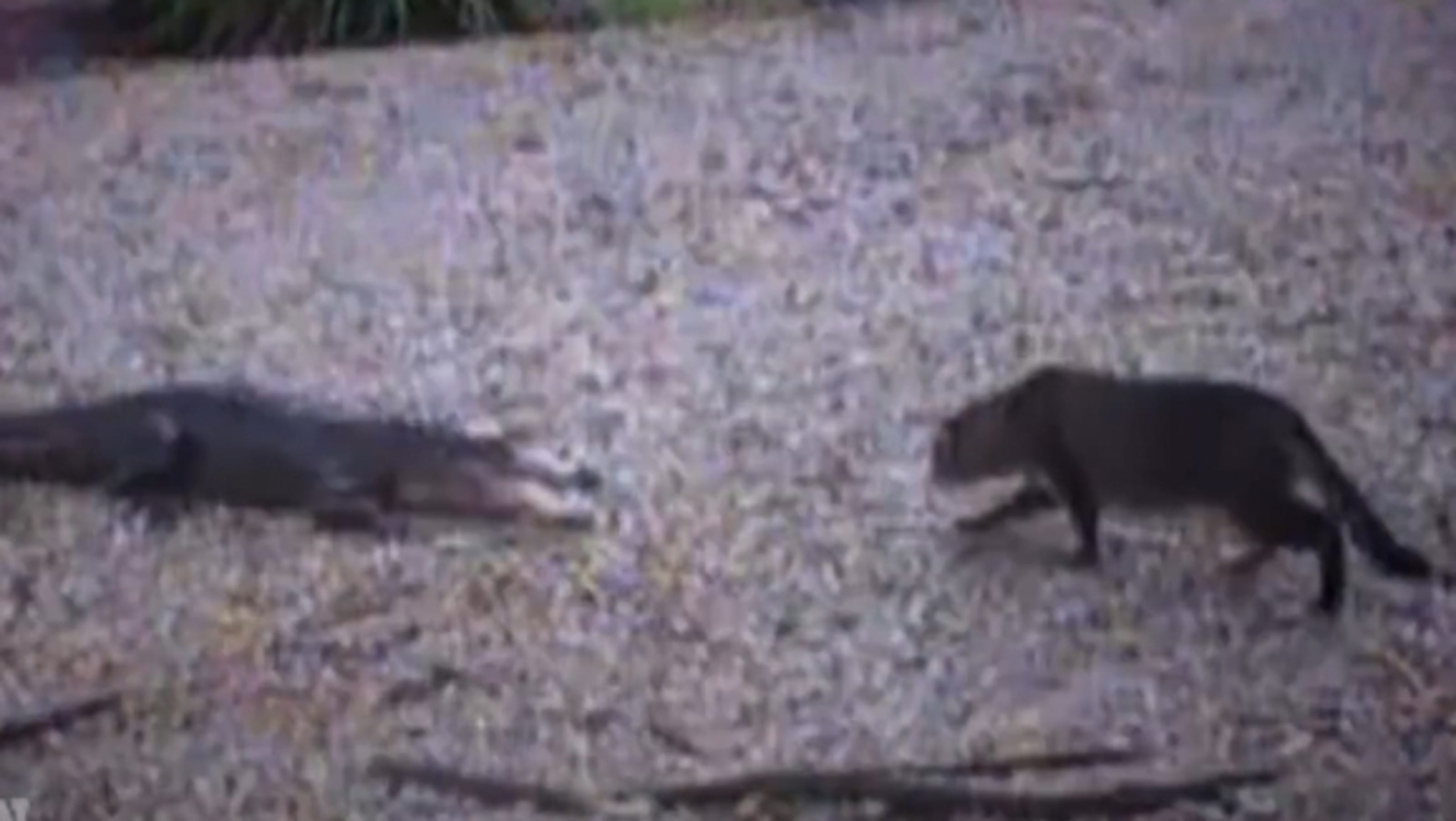 Alligator vs. house cat Watch the surprising