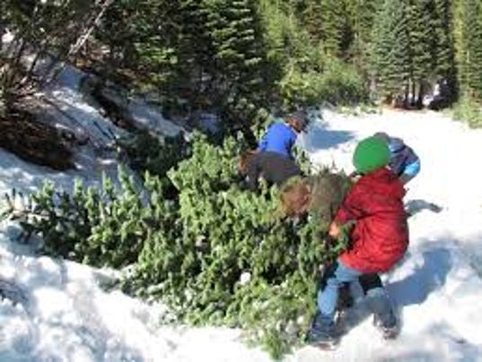 christmas tree cutting permits on sale in lincoln national christmas tree cutting permits on sale in lincoln national