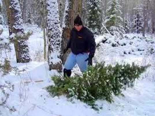 blm offers christmas tree permits blm offers christmas tree permits