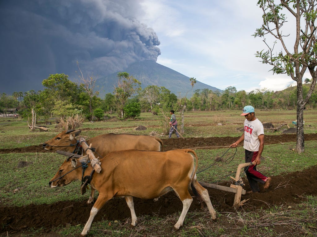 A Balinese farmer works on his farm as the Mount Agung volcano spews volcanic ash in Karangasem, Bali, Indonesia on Nov. 26, 2017. According to reports from the Energy and Mineral Resources Ministry's Volcanology and Geological Hazard Mitigation Cent